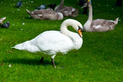 GB1846.grass.swan.1